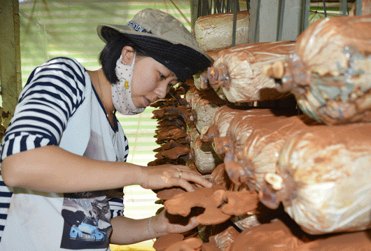 Chia Sẻ Kỹ Thuật Trồng Nấm Lim Xanh Bằng Mùn Cưa