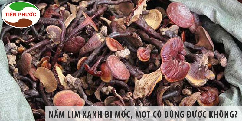 Nấm Lim Xanh Bị Mốc, Bị Mọt Có Dùng được Không?