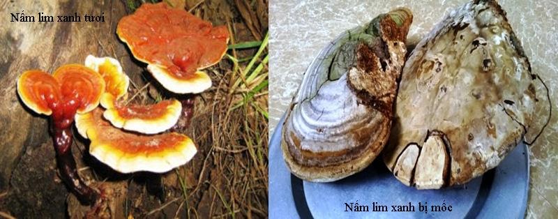 Cách nhận biết nấm lim xanh bị mốc Cách nhận biết nấm lim xanh bị mốc